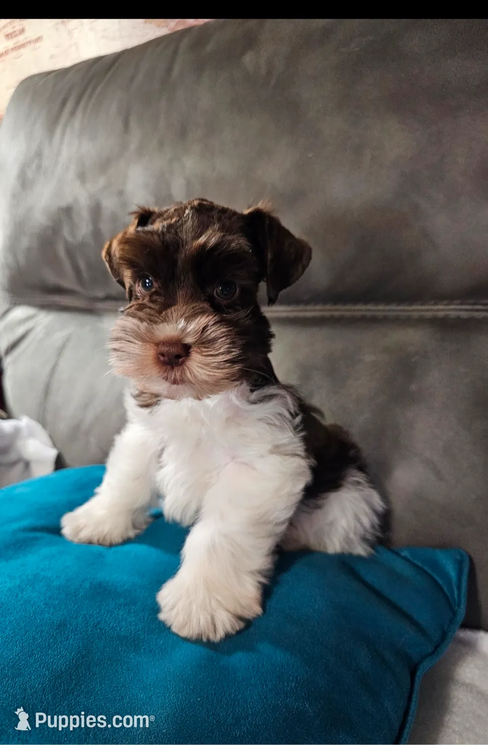 Tex, a male Miniature Schnauzer for sale in Bryan, TX – Photo 2 of 9