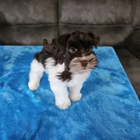 Tex, a male Miniature Schnauzer for sale in Bryan, TX – Photo 4 of 9