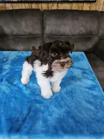 Tex, a male Miniature Schnauzer for sale in Bryan, TX – Photo 4 of 9