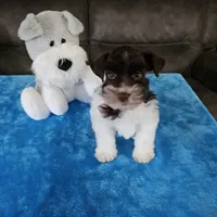 Tex, a male Miniature Schnauzer for sale in Bryan, TX – Photo 6 of 9