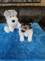 Tex, a male Miniature Schnauzer for sale in Bryan, TX – Photo 6 of 9