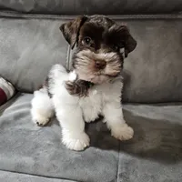 Tex, a male Miniature Schnauzer for sale in Bryan, TX – Photo 1 of 9