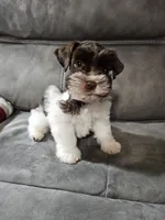 Tex, a male Miniature Schnauzer for sale in Bryan, TX – Photo 1 of 9