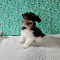 Tex, a male Miniature Schnauzer for sale in Bryan, TX – Photo 7 of 9