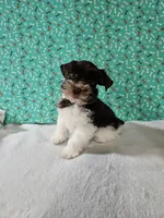 Tex, a male Miniature Schnauzer for sale in Bryan, TX – Photo 7 of 9