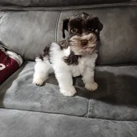 Tex, a male Miniature Schnauzer for sale in Bryan, TX – Photo 5 of 9