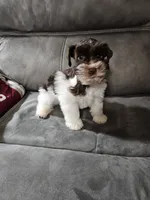 Tex, a male Miniature Schnauzer for sale in Bryan, TX – Photo 5 of 9