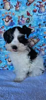 Jackson, a male Miniature Schnauzer for sale in Bryan, TX – Photo 5 of 6