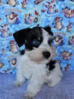 Jackson, a male Miniature Schnauzer for sale in Bryan, TX – Photo 2 of 6
