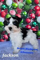 Jackson, a male Miniature Schnauzer for sale in Bryan, TX – Photo 1 of 6