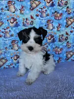 Jackson, a male Miniature Schnauzer for sale in Bryan, TX – Photo 4 of 6