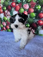 Jackson, a male Miniature Schnauzer for sale in Bryan, TX – Photo 6 of 6