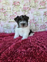 Jasmine, a female Miniature Schnauzer for sale in Bryan, TX – Photo 3 of 8