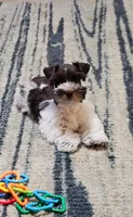 Jasmine, a female Miniature Schnauzer for sale in Bryan, TX – Photo 1 of 8