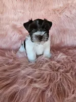 Jasmine, a female Miniature Schnauzer for sale in Bryan, TX – Photo 5 of 8