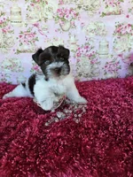 Jasmine, a female Miniature Schnauzer for sale in Bryan, TX – Photo 6 of 8