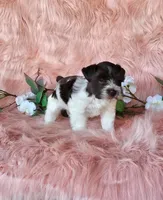 Jasmine, a female Miniature Schnauzer for sale in Bryan, TX – Photo 8 of 8