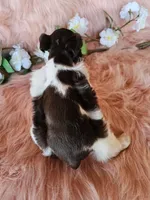 Jasmine, a female Miniature Schnauzer for sale in Bryan, TX – Photo 4 of 8