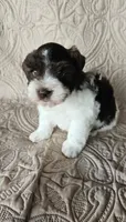 Romeo , a male Miniature Schnauzer for sale in Bryan, TX – 4 of 6