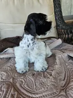 Patriot, a male Miniature Schnauzer for sale in Bryan, TX – 7 of 9