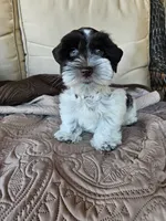 Patriot, a male Miniature Schnauzer for sale in Bryan, TX – 4 of 9