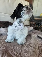 Patriot, a male Miniature Schnauzer for sale in Bryan, TX – 6 of 9