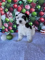 Angel, a female Miniature Schnauzer for sale in Bryan, TX – Photo 10 of 10