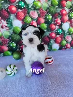 Angel, a female Miniature Schnauzer for sale in Bryan, TX – Photo 1 of 10