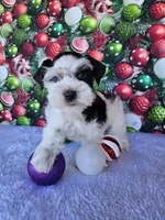 Angel, a female Miniature Schnauzer for sale in Bryan, TX – Photo 4 of 10