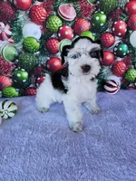 Angel, a female Miniature Schnauzer for sale in Bryan, TX – Photo 8 of 10