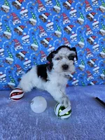 Angel, a female Miniature Schnauzer for sale in Bryan, TX – Photo 2 of 10