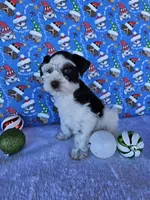 Angel, a female Miniature Schnauzer for sale in Bryan, TX – Photo 9 of 10