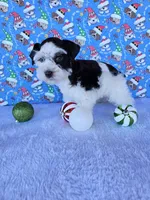 Angel, a female Miniature Schnauzer for sale in Bryan, TX – Photo 7 of 10