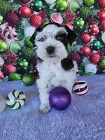 Angel, a female Miniature Schnauzer for sale in Bryan, TX – Photo 6 of 10