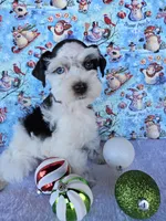 Angel, a female Miniature Schnauzer for sale in Bryan, TX – Photo 3 of 10