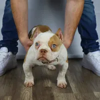 Hulk jr, a male American Bully for sale in New Bedford, MA – Photo 4 of 4