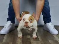 Hulk jr, a male American Bully for sale in Providence, RI – Photo 4 of 4