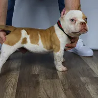 Hulk jr, a male American Bully for sale in New Bedford, MA – Photo 2 of 4