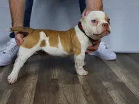 Hulk jr, a male American Bully for sale in Providence, RI – Photo 2 of 4