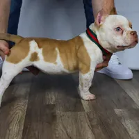 Hulk jr, a male American Bully for sale in New Bedford, MA – Photo 3 of 4