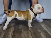 Hulk jr, a male American Bully for sale in Providence, RI – Photo 3 of 4
