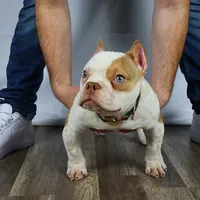 Hulk jr, a male American Bully for sale in New Bedford, MA – Photo 1 of 4