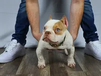 Hulk jr, a male American Bully for sale in Providence, RI – Photo 1 of 4