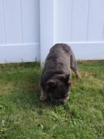 Fendi, a female French Bulldog for sale in New Bedford, MA – Photo 2 of 3