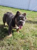 Fendi, a female French Bulldog for sale in New Bedford, MA – Photo 3 of 3