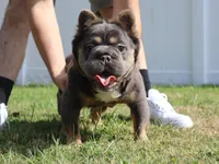 Fendi, a female French Bulldog for sale in New Bedford, MA – Photo 1 of 3