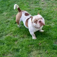 Hulk, a male American Bully for sale in New Bedford, MA – Photo 5 of 5