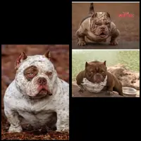 Hulk, a male American Bully for sale in New Bedford, MA – Photo 2 of 5