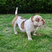 Hulk, a male American Bully for sale in New Bedford, MA – Photo 3 of 5