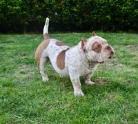 Hulk, a male American Bully for sale in Boston, MA – Photo 3 of 5